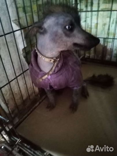 Клетки для собак