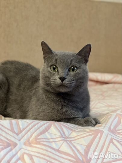 Русская голубая кошка в добрые руки