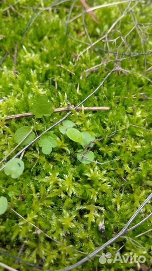 Мох, лишайник