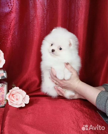 Чисто белые mini и micro шпицы