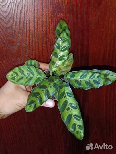 Калатея Строманта Триостар и Ланцифолия