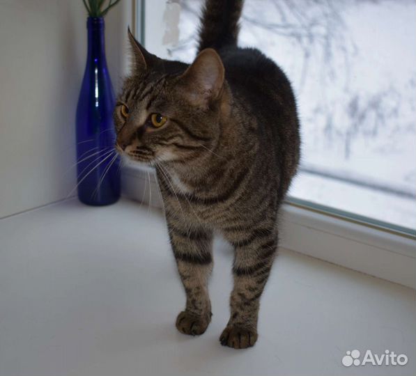 Красивый Котофей в дар