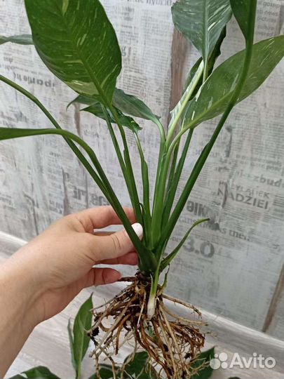 Спатифиллум домино