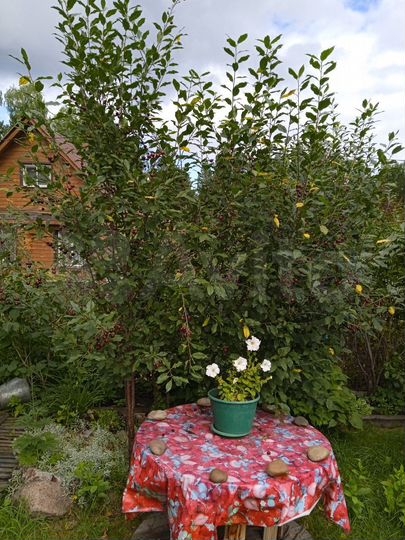 Дача 45 м² на участке 5,1 сот.