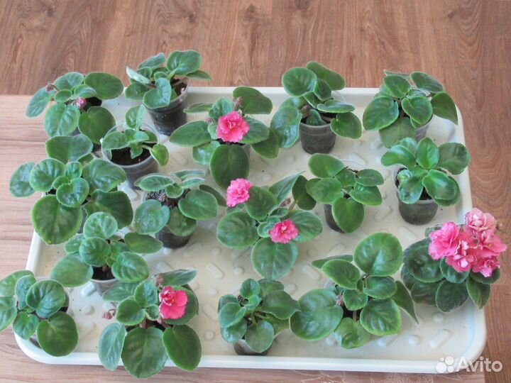 Молодые фиалочки