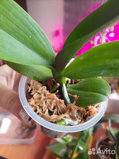 Орхидеи подростки Пират пикоти/Love Potion