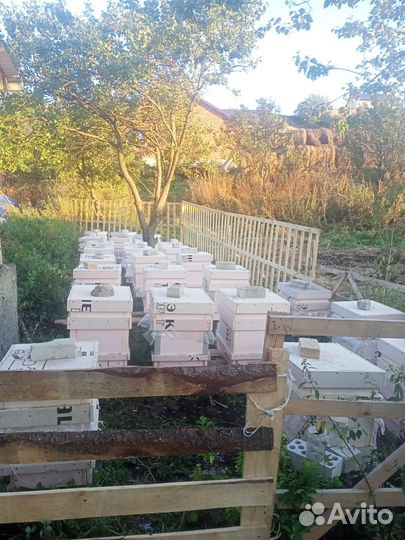 Пчелосемьи