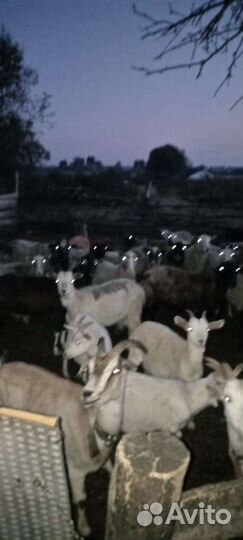 Овцы бараны ягнята