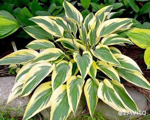 Многолетники садовые