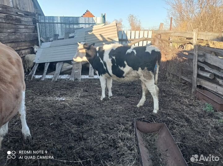 Телочка Один год