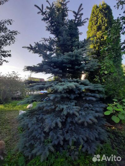 Ель голубая крупномер