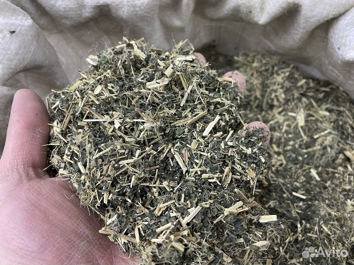 Крапива двудомная