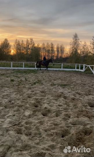 Постой лошадей