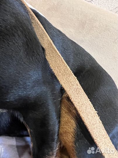 Шлейка для маленькой собаки кожаная