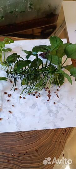 Анубиас нана