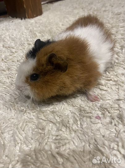 Малыш Тедди