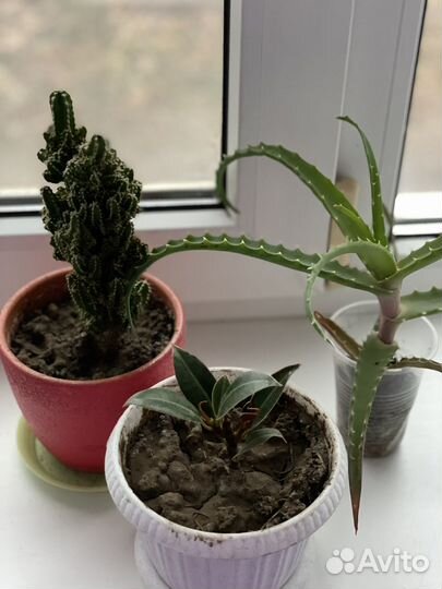 Комнатные цветы