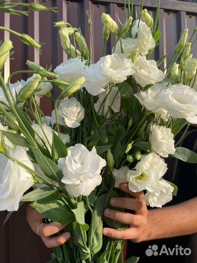 Цветы эустома