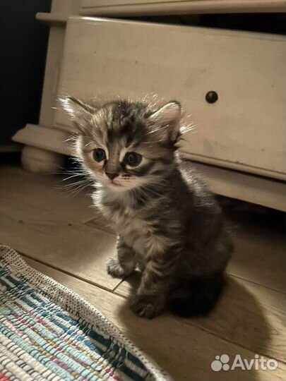 Котята девочки в добрые руки