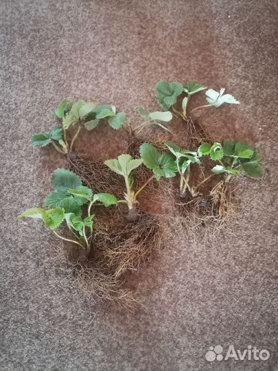 Рассада клубники