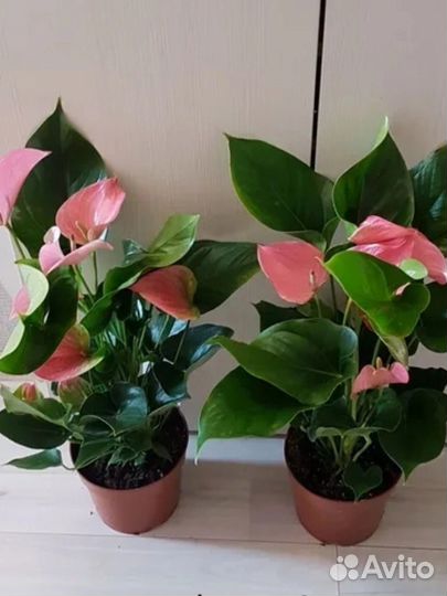 Антуриум пинк эксплоужен