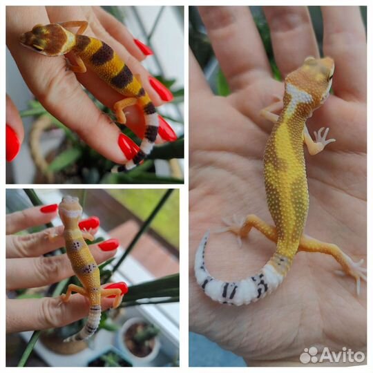 Эублефары, стартовый набор (террариум), сверчки