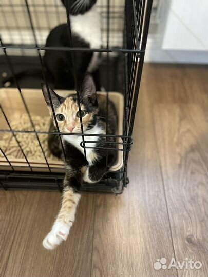 Кошка в дар котенок в дар