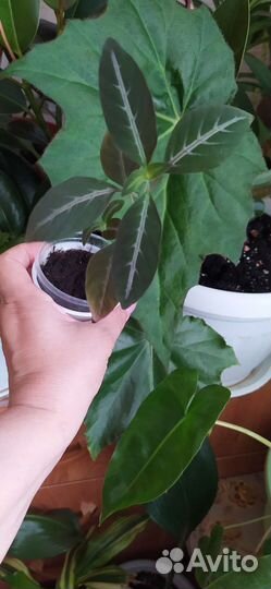 Комнатные цветы