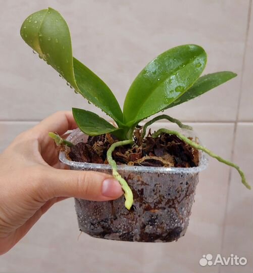 Орхидея фаленопсис мини