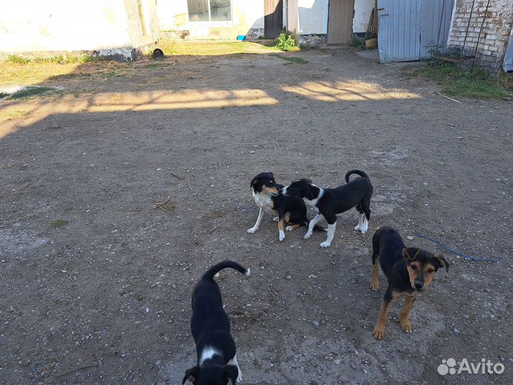 Продам щенков