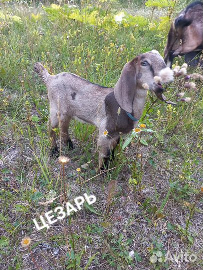 Нубийские козы,козлики,козёл на племя