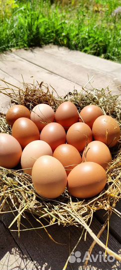 Домашние куриные яйца