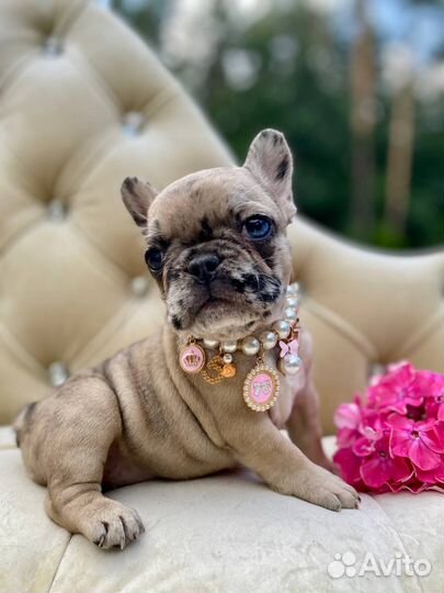 Французский бульдог щенки