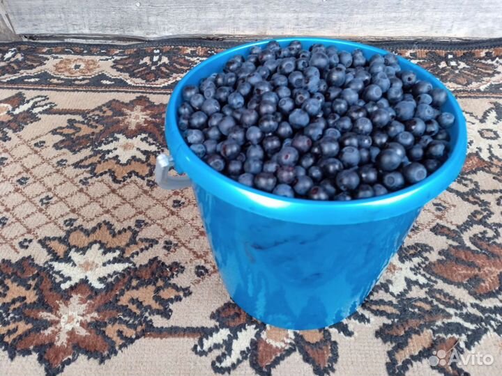 Продам чернику