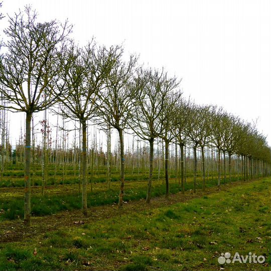 Павловния Войлочная семена 1000шт +
