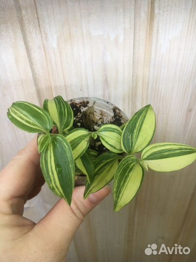 Растения для дома,Радигрин для укоренения