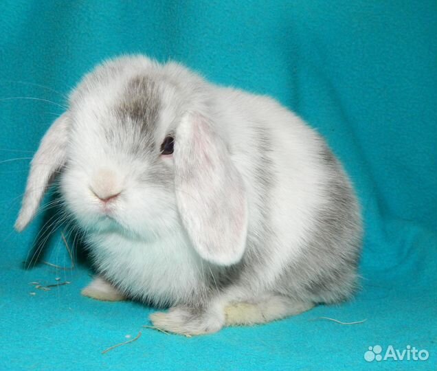 Декоративные кролики