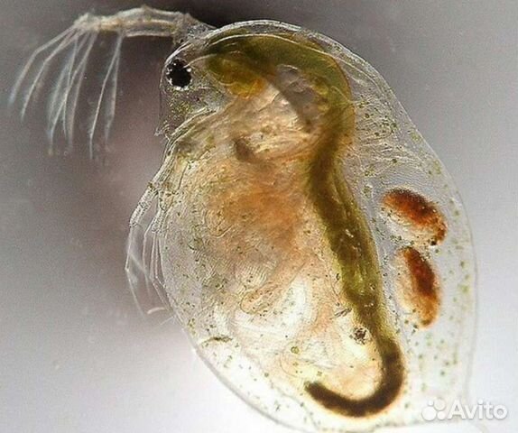 Живые корма для аквариумных рыб