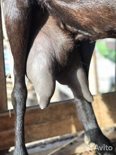 Козы дойные молочные. Козлята. Продажа