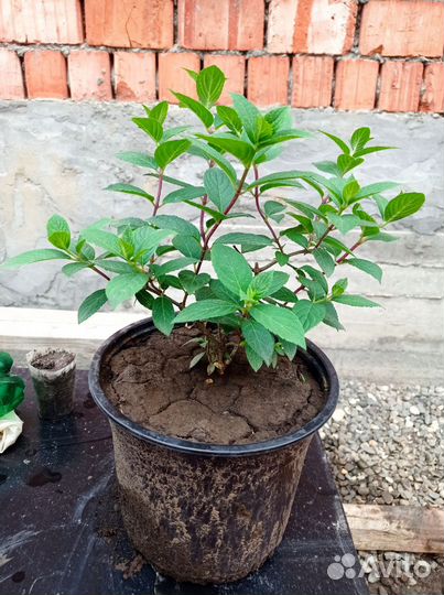 Гортензия метельчатая самарская лидия