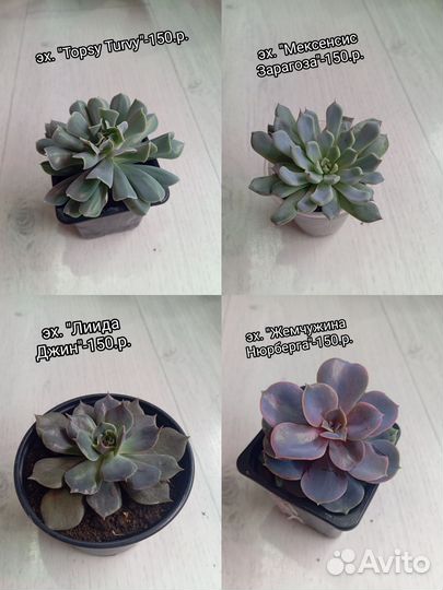 Суккуленты