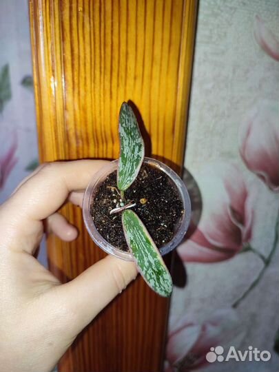 Фикус велютина отправляю почтой