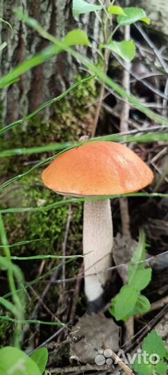 Белые грибы