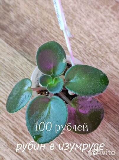 Детки сортовых фиалок