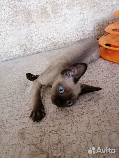 Йоло девон-рекс