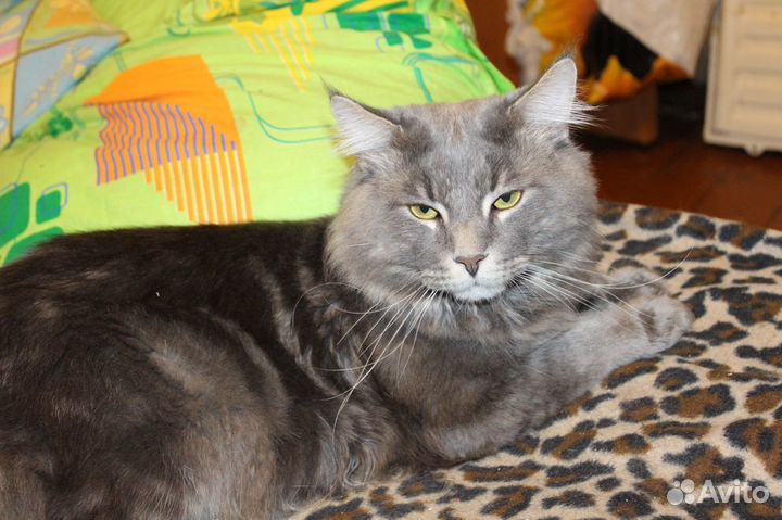 Кот на вязку за котенка