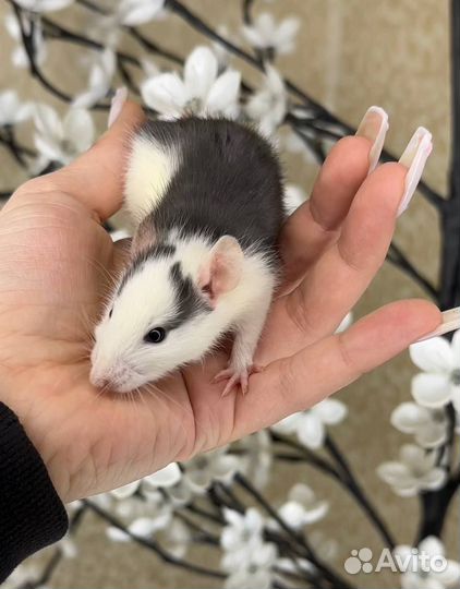 Дамбо крысы, крысята, крыса. Питомник