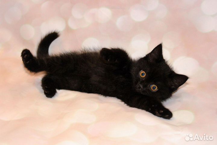 Скоттиш страйт (шотландский прямоухий котенок)