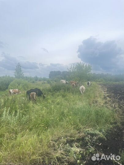 Коровы и телки