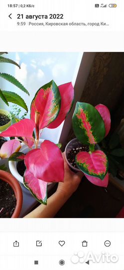 Красивые живые цветы комнатн., оформлю для подарка